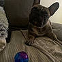 animal, ball, blanket, brown, companion, couch, cozy, curious, dog, ears, french_bulldog, fur, home, indoor, paw, pet, portrait, relaxed, soft_lighting, toy