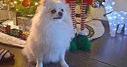 Vipsy participe au concours pour gagner de l'argent avec cette photo : animal, candy_cane, celebration, christmas, christmas_tree, decor, dog, elf_doll, festive, floor, holiday_decorations, indoor, lights, ornaments, pet, reindeer_lights, seasonal, tile_floor, toy, white_dog