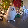 animal, candy_cane, celebration, christmas, christmas_tree, decor, dog, elf_doll, festive, floor, holiday_decorations, indoor, lights, ornaments, pet, reindeer_lights, seasonal, tile_floor, toy, white_dog
