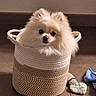 Vipsy participe au concours pour gagner de l'argent avec cette photo : animal, basket, container, cozy, curious, cute, dog, domestic, floor, fluffy, fur, indoor, looking, pet, pomeranian, sitting, small_dog, toy, white, woven