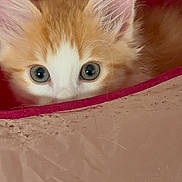 Sunny is registered to the contest to win money with this photo: bag, cat, close_up, cute, ears, eyes, fabric, fur, home_interior, kitten, orange_tabby, peeking, pet, portrait, smartphone_screenshot, soft_texture, thumbnails, timestamp, ui_icons, whiskers