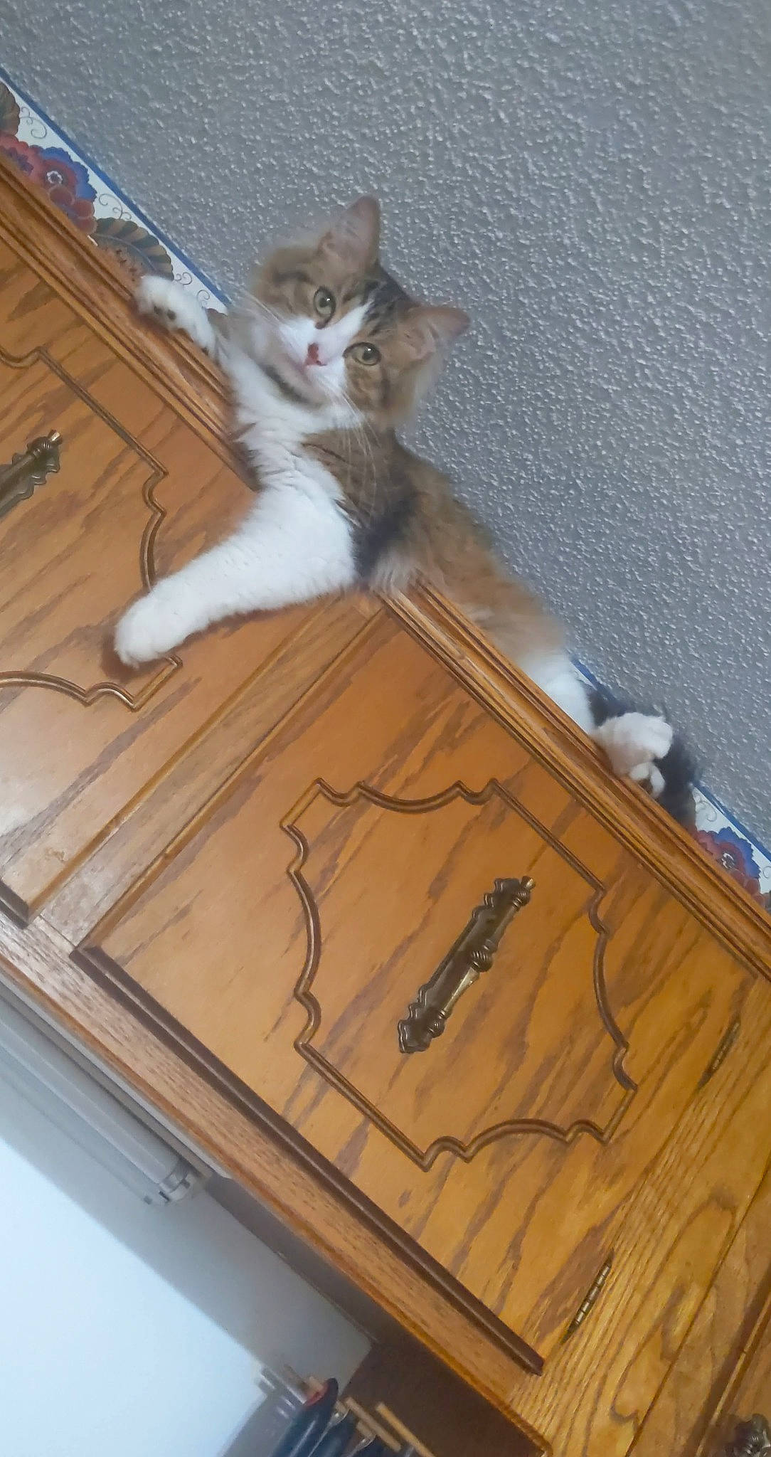 Spock joined the competition — help win amazing prizes! art, box, cardboard, carnivore, cat, domestic_short_haired_cat, felidae, flooring, fur, hardwood, plywood, rectangle, room, shipping_box, small_to_medium_sized_cats, tail, varnish, whiskers, wood, wood_stain