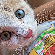 Chai Latte joined the competition — help win amazing prizes! kitten, cat, close_up, blue_eyes, pink_nose, whiskers, fur, curious, pet, animal, domestic_cat, face, portrait, colorful_fabric, pattern, soft_fur, indoor, cute, young_cat, feline
