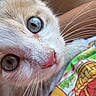 kitten, cat, close_up, blue_eyes, pink_nose, whiskers, fur, curious, pet, animal, domestic_cat, face, portrait, colorful_fabric, pattern, soft_fur, indoor, cute, young_cat, feline