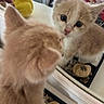 kitten, cat, reflection, mirror, curious, wide_eyes, indoor, decor, plush_toy, soft_focus, close_up, pet, feline, young_animal, cute, brown_and_white, face, nose, whiskers, small_stones