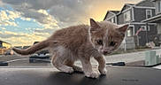 Chai Latte joined the competition — help win amazing prizes! kitten, cat, animal, pet, dashboard, car_interior, sunset, sky, clouds, suburban, houses, curious, small, cute, fur, whiskers, outdoor, street, window, lighting