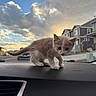 kitten, cat, animal, pet, dashboard, car_interior, sunset, sky, clouds, suburban, houses, curious, small, cute, fur, whiskers, outdoor, street, window, lighting