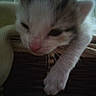 Golette participe au concours pour gagner de l'argent avec cette photo :