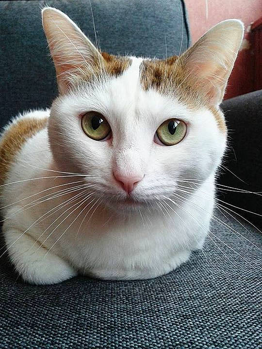 Golette
