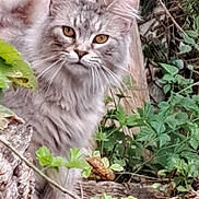 Rêve a rejoint le concours — aidez-le/la à gagner de superbes lots ! cat, gray_cat, animal, outdoor, nature, wood, tree_stump, greenery, plants, foliage, fur, whiskers, ears, eyes, wildlife, curious, mammal, pet, closeup, portrait