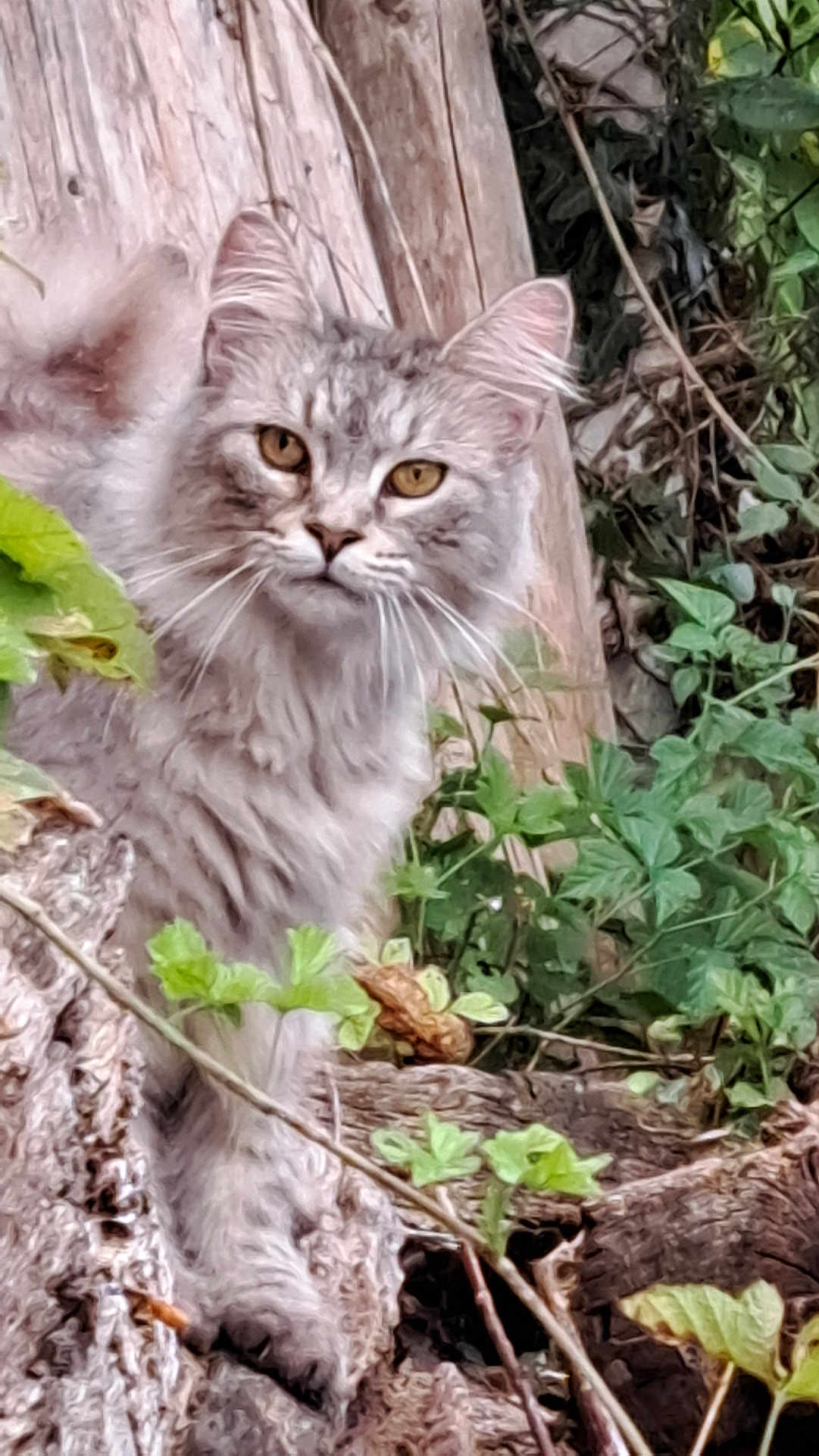 Rêve a rejoint le concours — aidez-le/la à gagner de superbes lots ! cat, gray_cat, animal, outdoor, nature, wood, tree_stump, greenery, plants, foliage, fur, whiskers, ears, eyes, wildlife, curious, mammal, pet, closeup, portrait