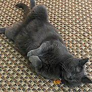Russell James is registered to the contest to win money with this photo: cat, gray_cat, pet, lying_down, relaxed, indoor, fur, whiskers, collar, tag, sleeping, cozy, cute, paws, textured_rug, woven_rug, floor, domestic_cat, animal, resting