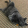 cat, gray_cat, pet, lying_down, relaxed, indoor, fur, whiskers, collar, tag, sleeping, cozy, cute, paws, textured_rug, woven_rug, floor, domestic_cat, animal, resting