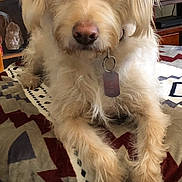 Arwen is registered to the contest to win money with this photo: dog, cream_colored, fluffy, shaggy, pet, portrait, indoors, living_room, blanket, patterned_blanket, lying_down, front_view, brown_eyes, nose, collar, identification_tag, television, furniture, cozy, photography