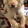 dog, cream_colored, fluffy, shaggy, pet, portrait, indoors, living_room, blanket, patterned_blanket, lying_down, front_view, brown_eyes, nose, collar, identification_tag, television, furniture, cozy, photography