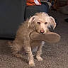 Arwen is registered to the contest to win money with this photo: dog, puppy, fluffy, cream_colored, long_hair, slipper, shoe, toy, indoors, carpet, living_room, sitting, pet, canine, brown_eyes, pink_nose, adorable, funny, portrait, home