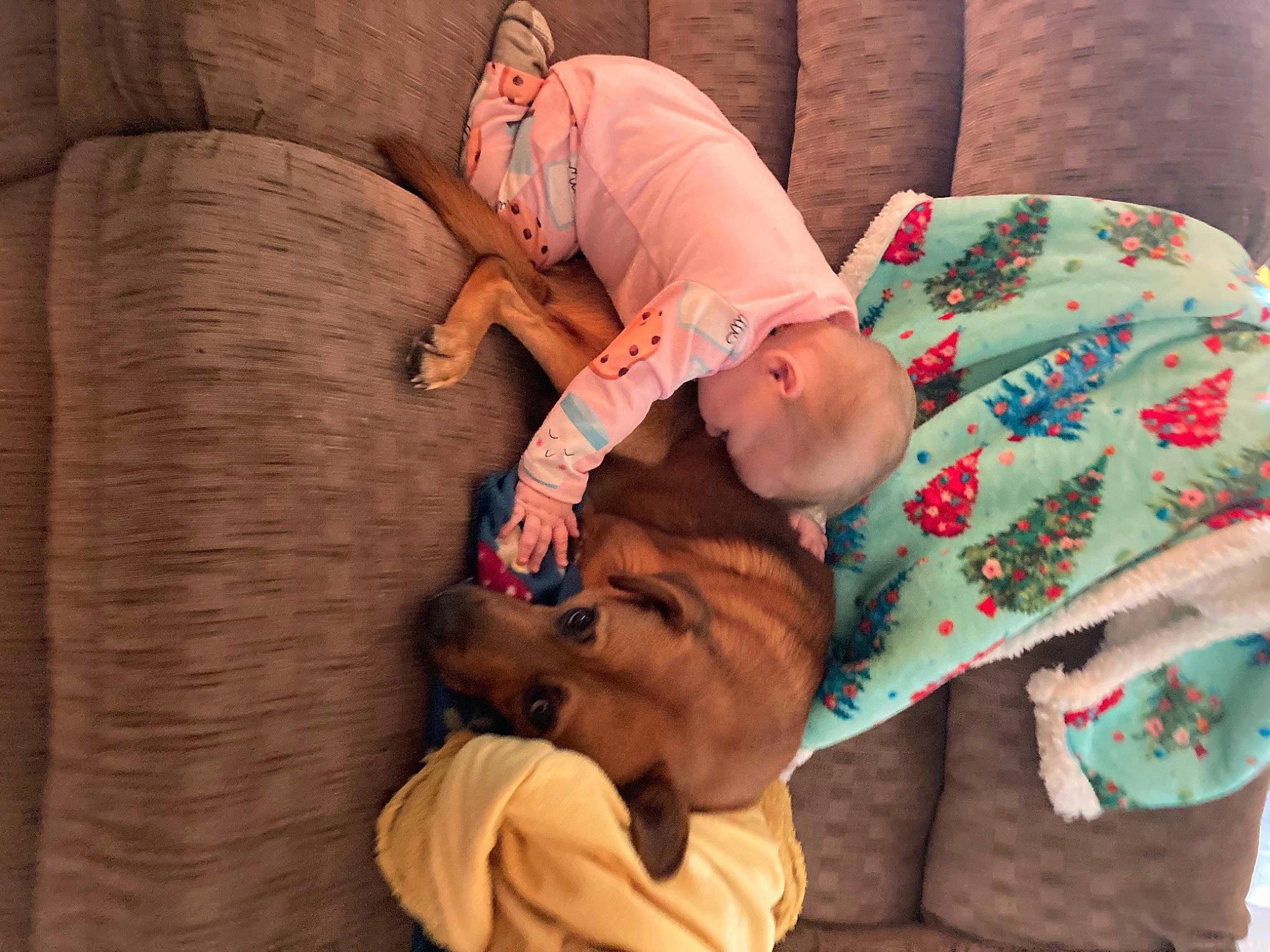 Memphis is registered to the contest to win money with this photo: baby, bedtime, child, comfort, couch, event, flesh, fun, gesture, happy, interaction, lap, linens, nap, room, sitting, skin, sleep, toddler, wood