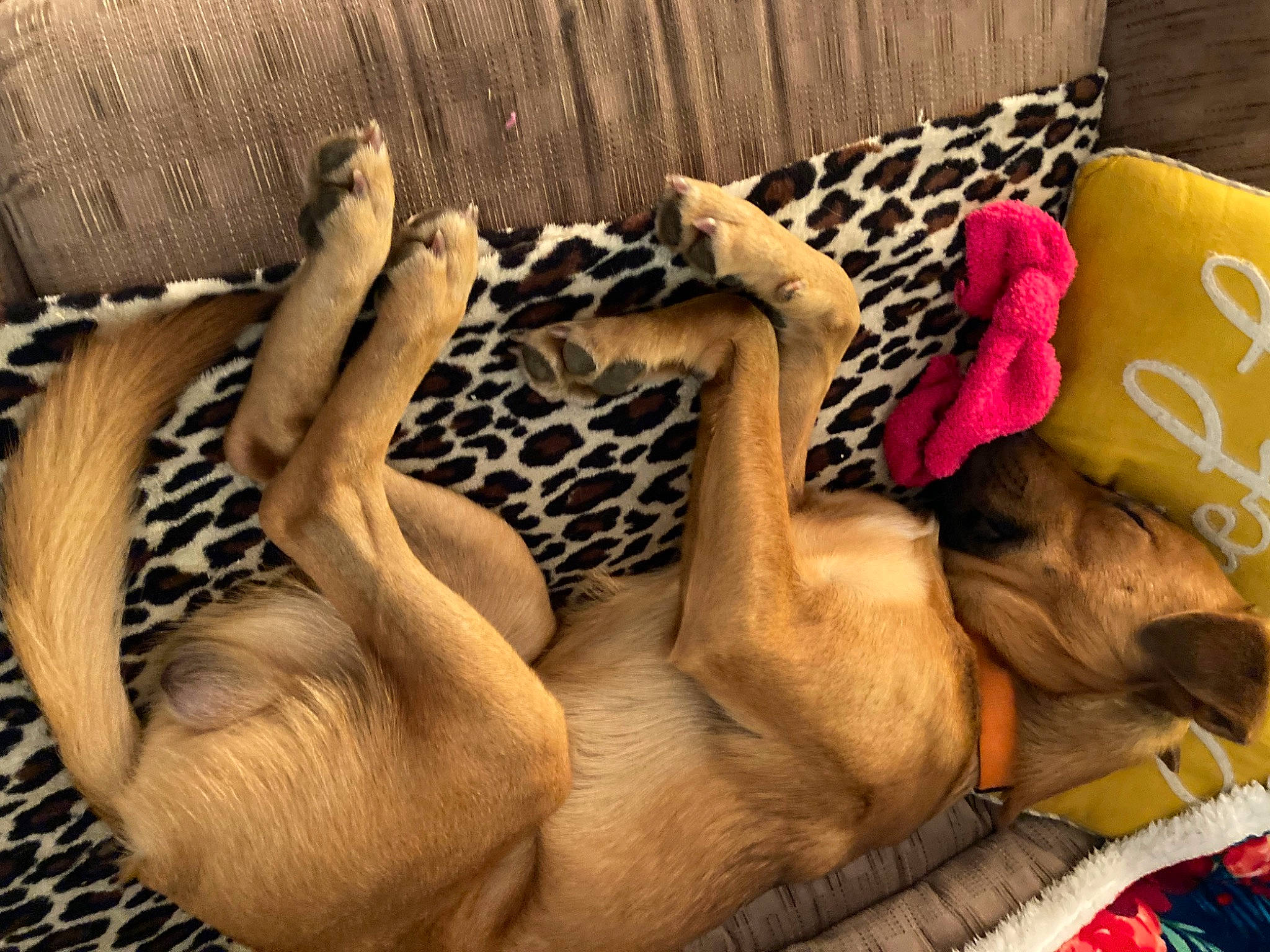 Memphis is registered to the contest to win money with this photo: big_cats, canidae, carnivore, comfort, companion_dog, dog, dog_breed, fawn, felidae, fur, human_leg, linens, nap, paw, small_to_medium_sized_cats, snout, sporting_group, terrestrial_animal, whiskers, wood