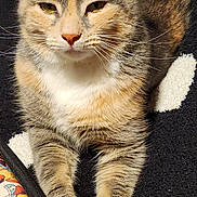 Princess joined the competition — help win amazing prizes! blanket, carpet, cat, closeup, cozy, ears, feline, fur, indoor, lying_down, patterned_bag, paws, pet, pink_nose, portrait, relaxed, striped, tabby_cat, whiskers, yellow_eyes