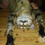 Sassy is registered to the contest to win money with this photo: animal, brown, cat, cat_food, funny_face, fur, hands, human, indoor, paws, pet, playful, relaxed, stretching, tabby, teeth, upside_down, whiskers, wooden_table, yellow_eyes