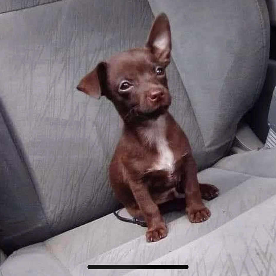 Pjay is registered to the contest to win money with this photo: animal, bostonbull, bulldog, canine, chihuahua, cushion, dog, frenchbulldog, headrest, homedecor, hound, labradorretriever, pet, puppy, snout