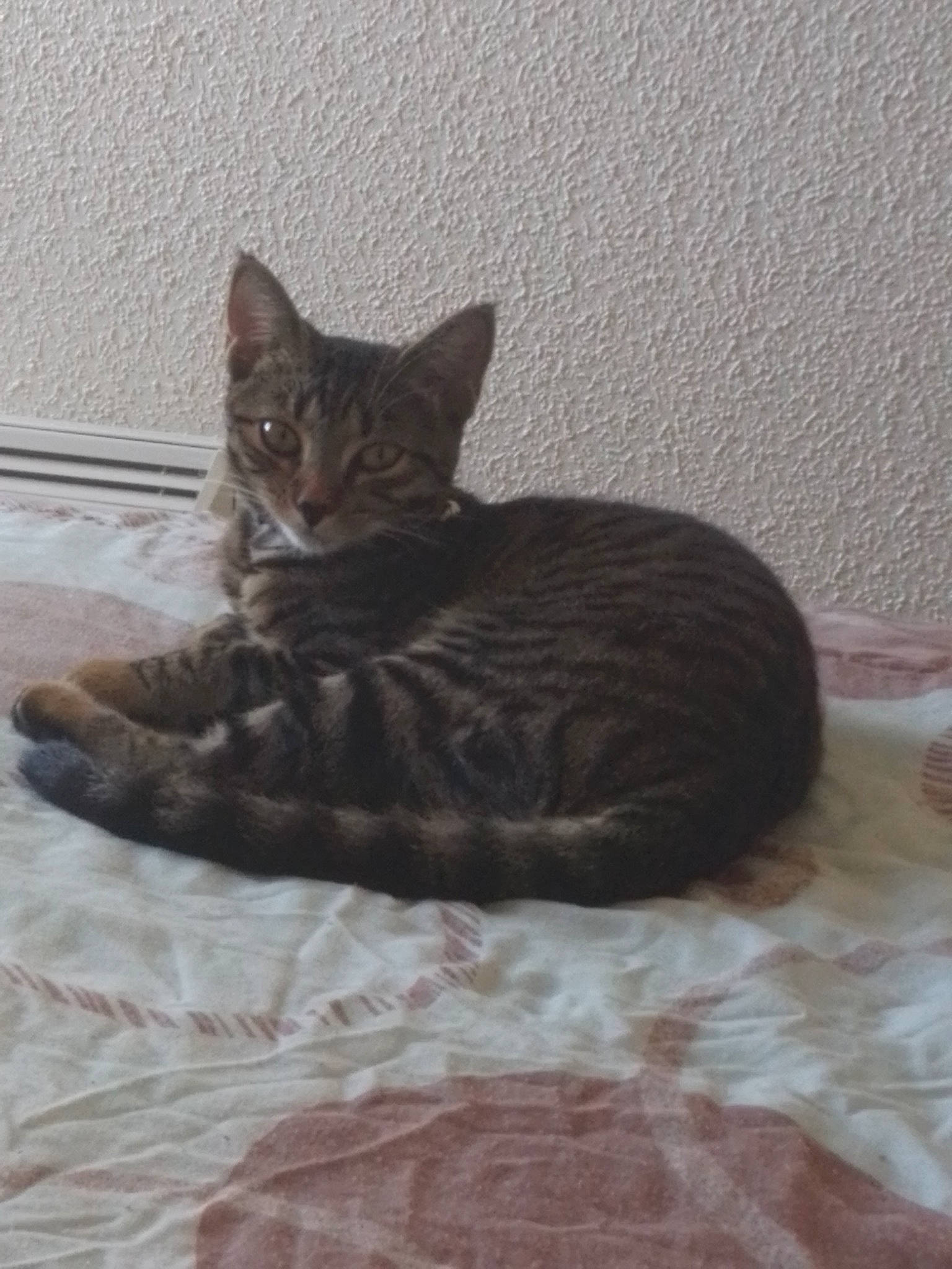 Kenza participe au concours pour gagner de l'argent avec cette photo : carnivore, cat, cat_supply, comfort, domestic_short_haired_cat, fawn, felidae, floor, flooring, fur, grey, linens, paw, room, sitting, small_to_medium_sized_cats, snout, tail, terrestrial_animal, whiskers