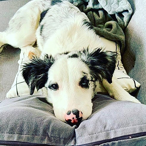 Nola participe au concours pour gagner de l'argent avec cette photo : canidae, carnivore, comfort, companion_dog, dog, dog_breed, fur, happy, linens, non_sporting_group, plant, puppy, snout, sporting_group, terrestrial_animal, textile, whiskers, white, working_animal, working_dog