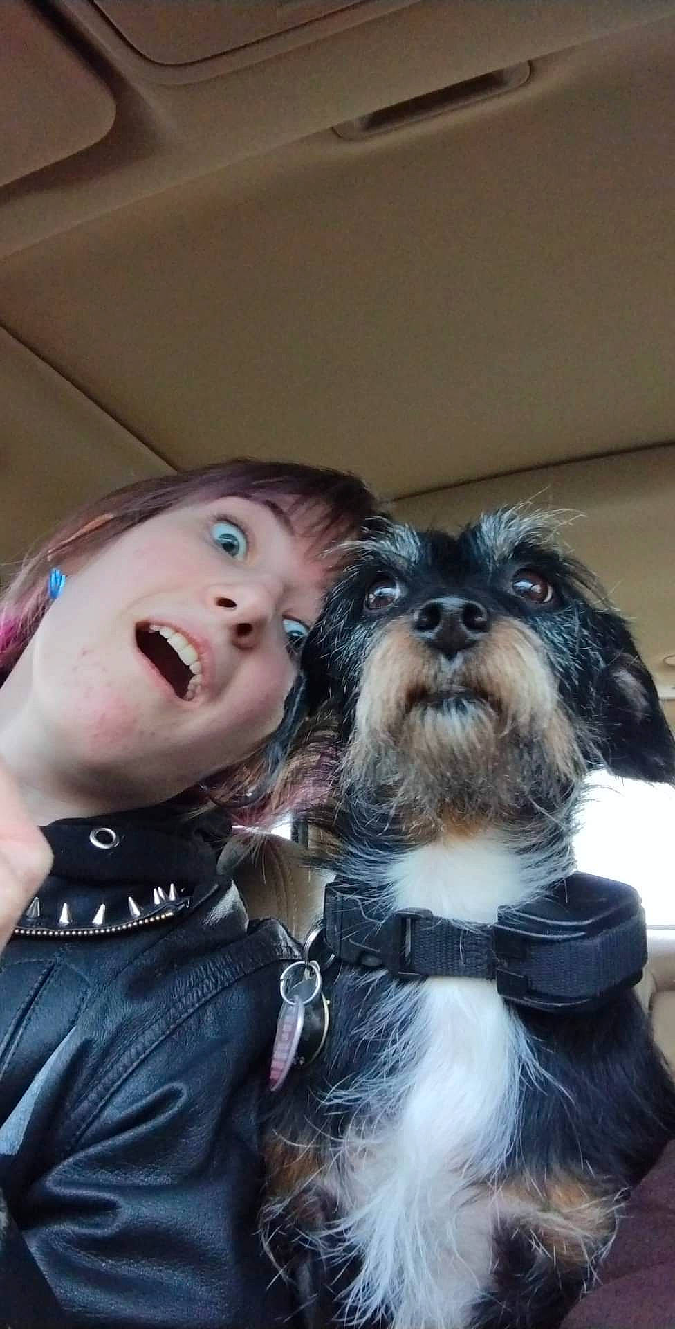 Sheruff is registered to the contest to win money with this photo: black_hair, canidae, carnivore, companion_dog, dog, dog_breed, fashion_accessory, fawn, formal_wear, fur, happy, jewellery, liver, small_terrier, smile, snout, sporting_group, terrier, toy_dog, working_animal