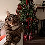 cat, tabby, pet, animal, christmas_tree, holiday, indoor, living_room, decorations, ribbons, ornaments, couch, blanket, feline, paws, fur, whiskers, relaxed, cozy, home