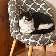 Natty participe au concours pour gagner de l'argent avec cette photo : cat, tuxedo_cat, black_and_white, feline, pet, animal, sitting, lounging, chair, armchair, patterned_fabric, tail, whiskers, ears, eyes, indoors, home, wooden_floor, portrait, relaxed