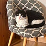 cat, tuxedo_cat, black_and_white, feline, pet, animal, sitting, lounging, chair, armchair, patterned_fabric, tail, whiskers, ears, eyes, indoors, home, wooden_floor, portrait, relaxed