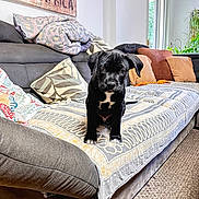 Bandit a rejoint le concours — aidez-le/la à gagner de superbes lots ! animal, black_dog, blanket, carpet, couch, cozy, curious, cute, decor, dog, furniture, home, indoor, living_room, pet, pillow, puppy, wall_art, window, young_dog