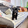 puppy, dog, black_dog, couch, pillow, blanket, living_room, indoor, pet, cute, young_dog, decor, window, carpet, wall_art, home, furniture, cozy, animal, curious