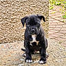 puppy, dog, black_dog, white_markings, sitting, outdoor, concrete, textured_wall, curious, solemn_expression, young_dog, pet, animal, nature, greenery, pathway, closeup, portrait, canine, adorable