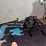 animal, black_dog, blanket, casual, cozy, dog, floor, foot, indoor, leg, pet, relaxation, resting, room, shoes, sock, table, text_overlay, timestamp, wall
