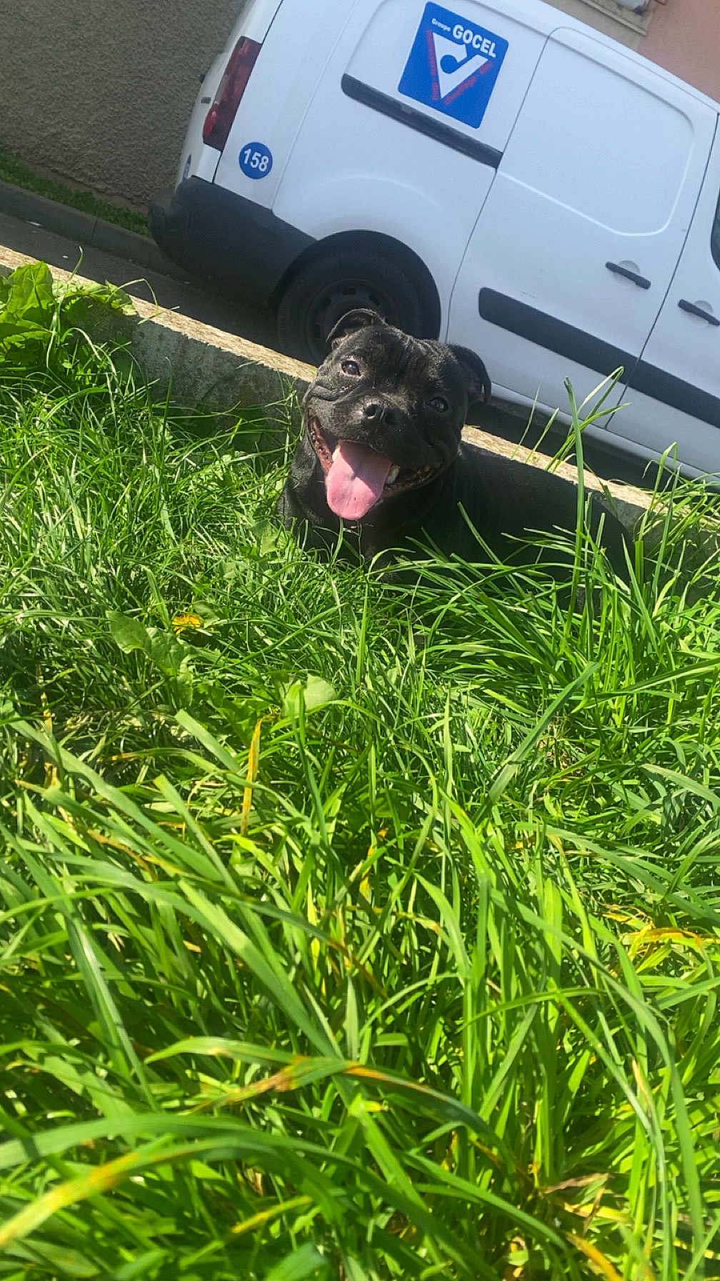 Valeska participe au concours pour gagner de l'argent avec cette photo : dog, black_dog, grass, outdoor, sunny, tongue_out, van, vehicle, greenery, happy, pet, animal, nature, daylight, building, smiling, mammal, canine, playful, relaxed