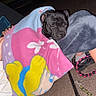 Valeska participe au concours pour gagner de l'argent avec cette photo : black_dog, blanket, bottle, cartoon, chair, colorful, cozy, dog, hand, leash, legs, night, outdoor, pavement, person, relaxed, resting, sleeping, sneakers, vehicle