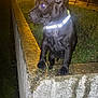 Valeska a rejoint le concours — aidez-le/la à gagner de superbes lots ! puppy, dog, black_dog, collar, night, outdoor, concrete, ledg, grass, streetlight, bench, park, curious, animal, pet, young_dog, side_view, glowing_collar, urban, evening