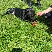 Valeska a rejoint le concours — aidez-le/la à gagner de superbes lots ! dog, black_dog, grass, pine_cone, child, hand, outdoor, sunny, shoes, pants, play, nature, pet, animal, green, summer, daylight, grass_field, shadow, tongue