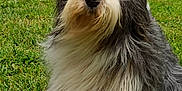 Hyppolitte participe au concours pour gagner de l'argent avec cette photo : adorable, animal, canine, cute, daylight, dog, fluffy, fur, furry, grass, greenery, long_hair, muzzle, nature, outdoor, paw, pet, portrait, snout, standing