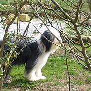 Hyppolitte participe au concours pour gagner de l'argent avec cette photo : animal, back_view, black_and_white, branches, canine, curious, daylight, dog, fur, garden, grass, green, leaves, mammal, nature, outdoor, pet, standing, walking, yard