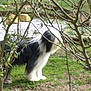 animal, back_view, black_and_white, branches, canine, curious, daylight, dog, fur, garden, grass, green, leaves, mammal, nature, outdoor, pet, standing, walking, yard