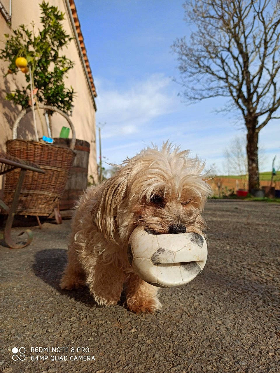 Little a rejoint le concours — aidez-le/la à gagner de superbes lots ! canidae, carnivore, cloud, companion_dog, dog, dog_breed, dog_collar, fawn, flowerpot, fur, grass, plant, shih_tzu, sky, snout, sporting_group, toy_dog, tree, wood, working_animal