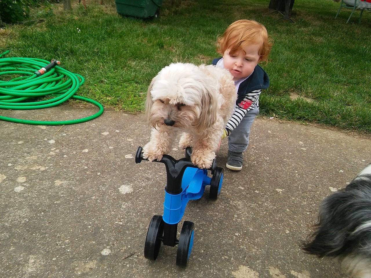 Little a rejoint le concours — aidez-le/la à gagner de superbes lots ! carnivore, cockapoo, companion_dog, dog, dog_breed, dog_clothes, dog_collar, dog_supply, dog_walking, fashion_accessory, fun, grass, labradoodle, leash, small_terrier, terrier, tire, toy_dog, wheel, working_animal