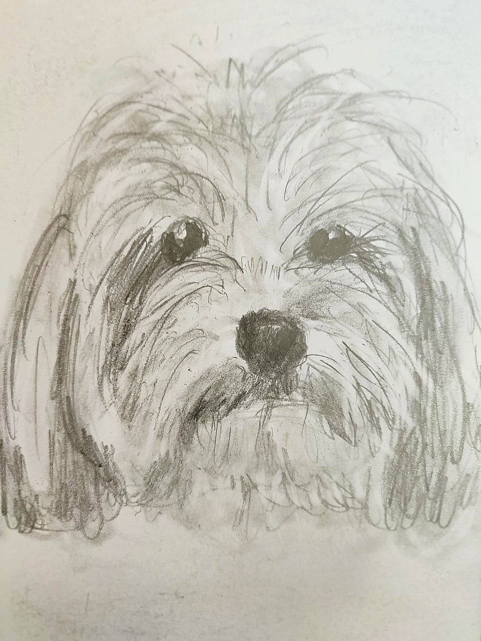 Little a rejoint le concours — aidez-le/la à gagner de superbes lots ! art, artwork, bearded_collie, canidae, carnivore, companion_dog, dog, dog_breed, drawing, giant_dog_breed, illustration, painting, sketch, small_terrier, snout, sporting_group, terrier, toy_dog, visual_arts, working_animal