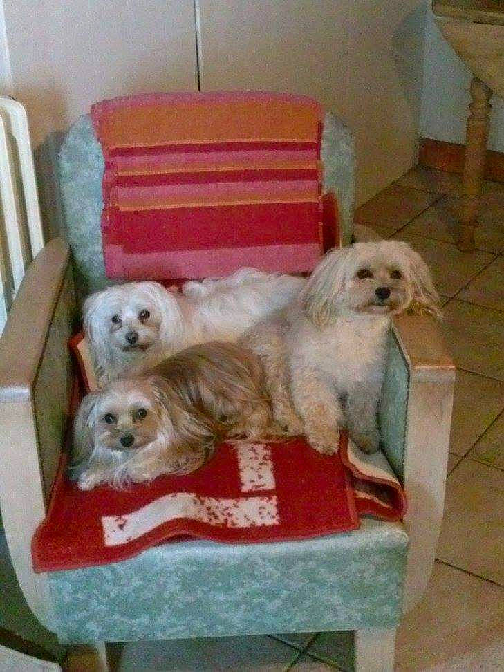 Little participe au concours pour gagner de l'argent avec cette photo : canidae, carnivore, chair, comfort, companion_dog, couch, dog, dog_breed, dog_crate, dog_supply, flooring, fur, hardwood, pet_supply, room, small_terrier, sporting_group, terrier, toy_dog, working_animal