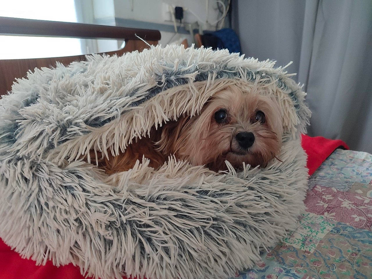 Caline participe au concours pour gagner de l'argent avec cette photo : canidae, carnivore, collar, companion_dog, curtain, dog, dog_breed, dog_clothes, event, fur, fur_clothing, small_terrier, snout, sporting_group, terrier, toy, toy_dog, winter, wool, working_animal