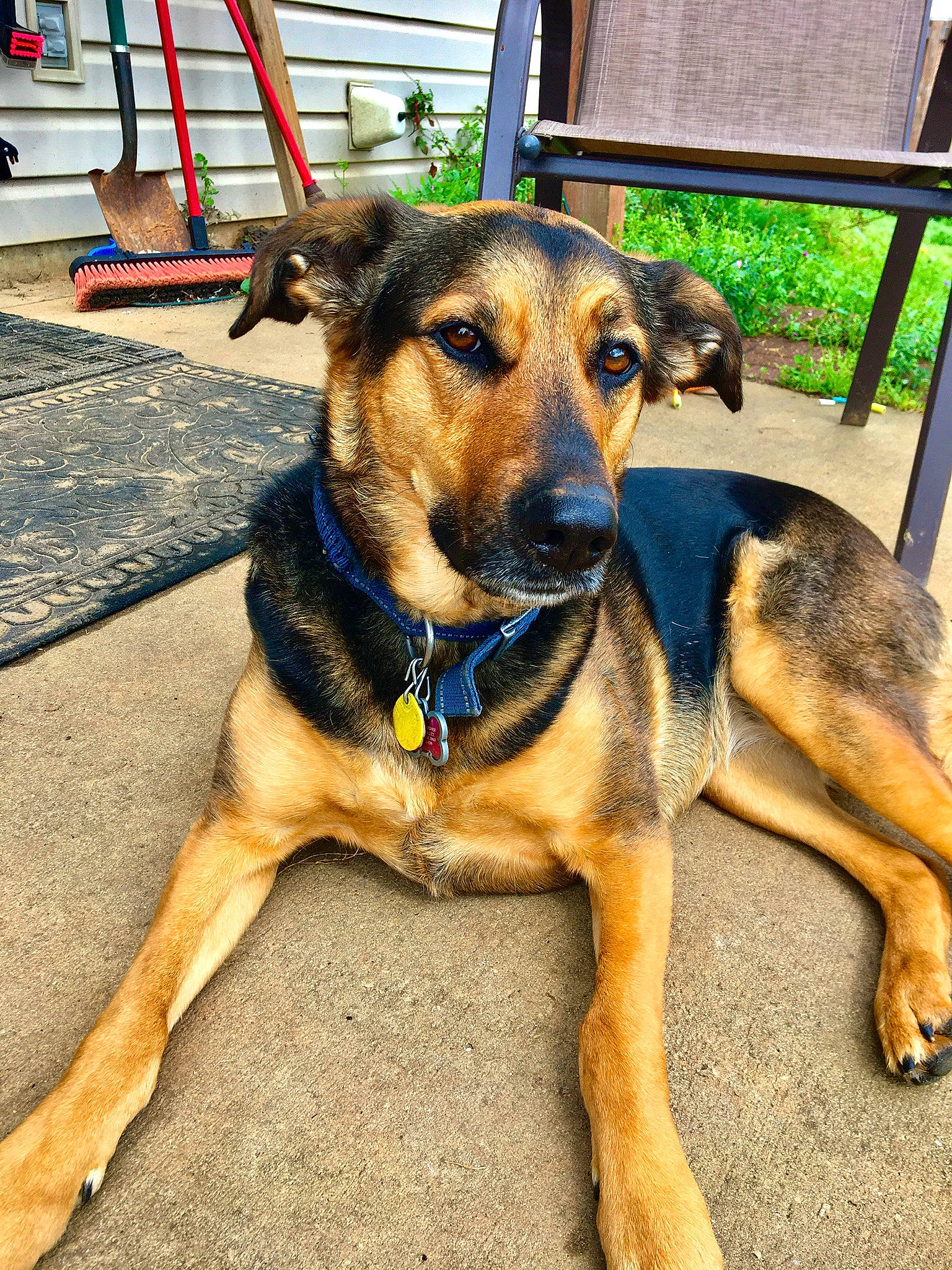 Duchess Van Sprinkles is registered to the contest to win money with this photo: black_mouth_cur, canidae, carnivore, companion_dog, dog, dog_breed, fawn, german_shepherd_dog, mammal, potcake_dog, rare_breed_dog, snout, sporting_group, street_dog, vertebrate, working_dog