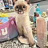 animal, bathroom, blue_eyes, cat, cosmetics, countertop, cute, fluffy, granite, indoors, kitten, pet, phone_screenshot, photography, portrait, pouch, short_hair, siamese_cat, sitting, soap_dispenser