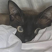Shadow Gilbert is registered to the contest to win money with this photo: animal, bed, bedding, black_cat, blanket, cat, close_up, cozy, ears, eyes, feline, fur, indoors, lying_down, pet, photography, portrait, sleeping, staring, whiskers